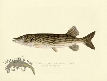 Pickerel - from Hudson River